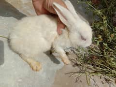 White Rabbit with Red Eyes
