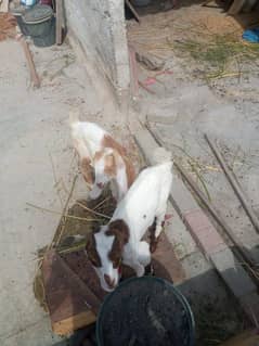 Goats babies for sale