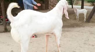 Rajanpuri