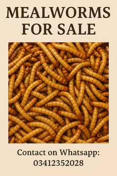 Mealworms