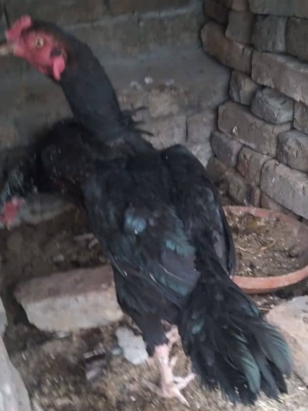 Aseele murghay Murghian out class Aseele chicks 4