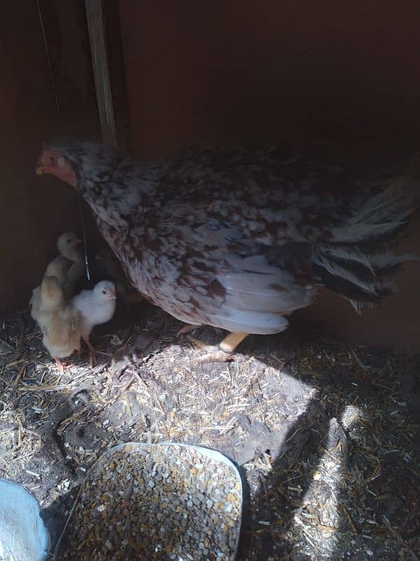 Aseele murghay Murghian out class Aseele chicks 7