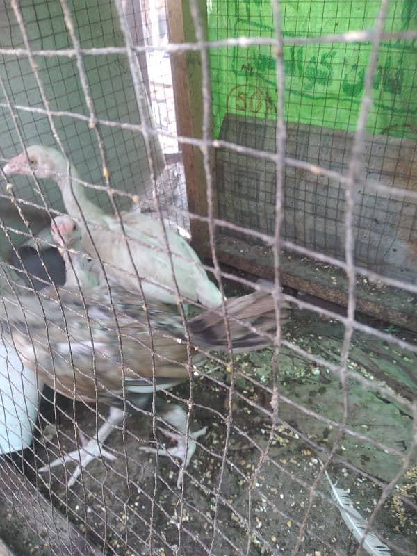 Aseele murghay Murghian out class Aseele chicks 8