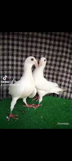 pigeon