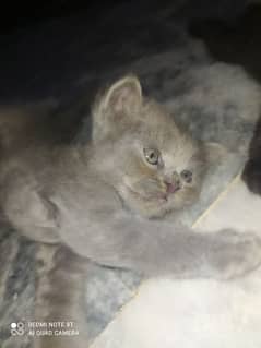 25 days Persian cats for sale