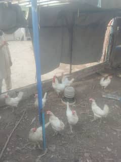 Egg laying white layer hens+Aseel
