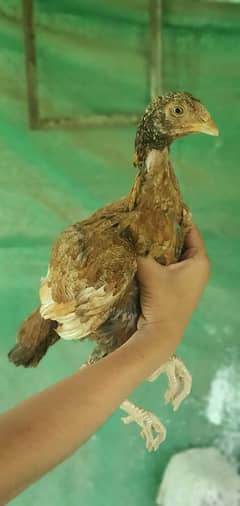 aseel pair for sale 03325509105