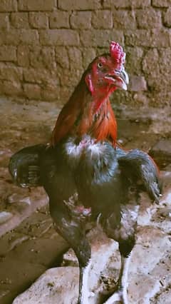 piurr aseel morga