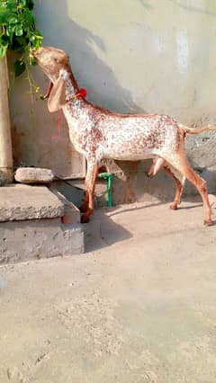 Makhi chini gabn bakri