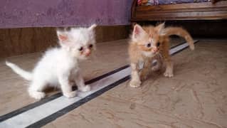 pershion kittens