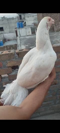 Quality Heera Aseel