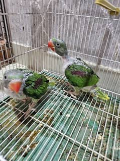 Raw Pahari 2 Chicks Jumbo Size