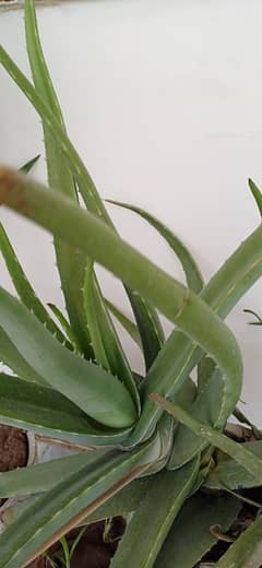 Aloe