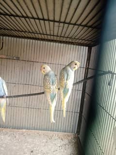 Rainbow budgies Sale