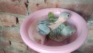 green Parrot |Parrot chicks | Hand tame Parrot | talking