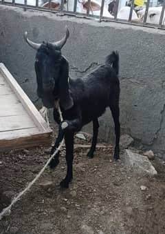 2 DANT BEST FOR QURBANI AND BEST FOR MID RANGE