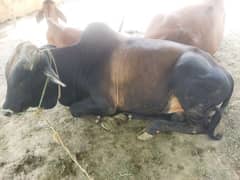 2 Dant bull