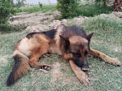 German Shepherd