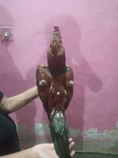 Peela Topla aseel