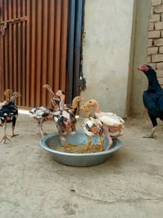chicks available for sale WhatsApp number 03120689129