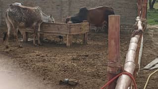 Qurbani
