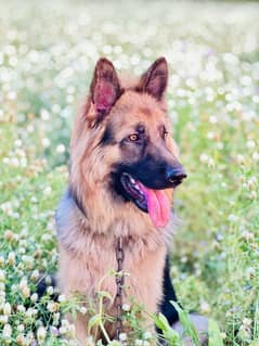 Best quality germen shepherd
