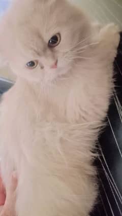 percian matted female for sale