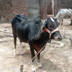 Desi vachha qurbani k liy Ghar k paly hoy