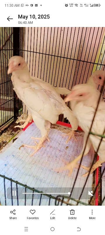 Heera Chicks for sale in lahore cantt 15