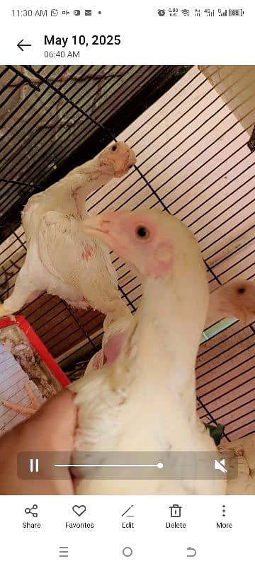Heera Chicks for sale in lahore cantt 16