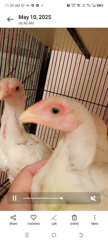 Heera Chicks for sale in lahore cantt 18