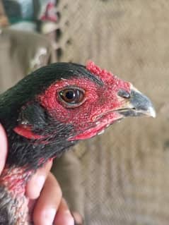 pure burmi Madi available han egg laying kar Rahi hai