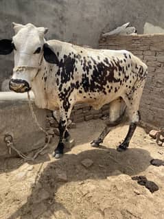 Female cow for sale 03176825049
