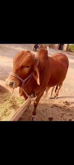 pure dasi kheera bull required for next qurbani
