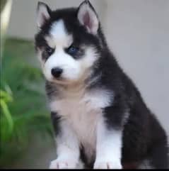 Husky puppies for sale, Siberian Husky puppies Available for sale