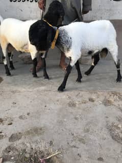 Qurbani 2025 ky liy ready hai