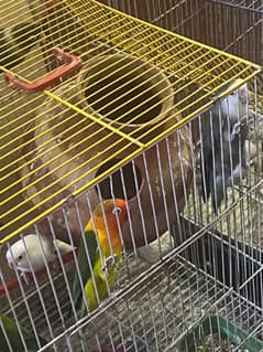 7 breeder pair with cages available for sell
