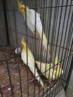 cocktail parrot