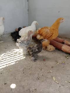 Golden Buff, white buff,bantam , chick's,fancy chicks, white bantum