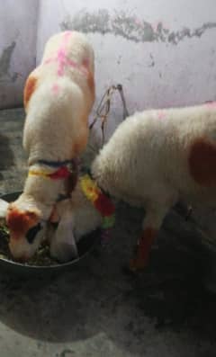 2  add dumby qurbani ky leya 1 pes ki prise hy