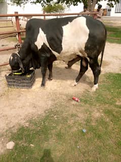sahiwal /cholistani /bull /bachra /wacha /qurbani janwar /cow/desi
