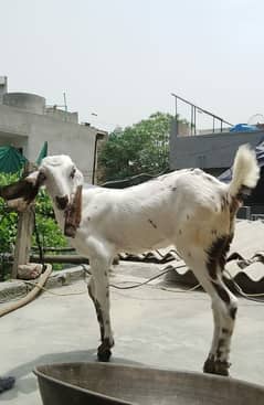 female baby goat for sale