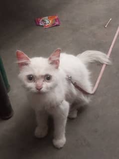 Triple code Persian Cat for sale