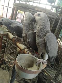 gray self 03156376925