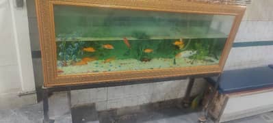 Fish Aquarium with live healthy fishes