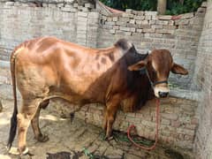 Ranjha