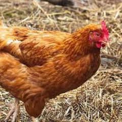 "Healthy & Productive Golden Misri Hens Available Now!"