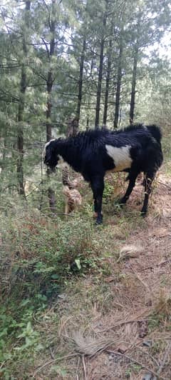 Healthy Bakra