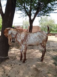 bakra