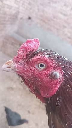 Aseel breeder murga
